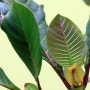 [촉촉큐티] No. 0392 : 말라리아를 치료하는 다양한 식물들(신코나, 퀴닌, 키니네, 개똥쑥)