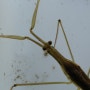 [탐사]8월 울산에서 만난 수서곤충과 무척추동물들