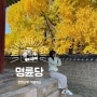 성균관대 명륜당 서울 핫스팟 은행나무 명소 다녀온 늦은 후기