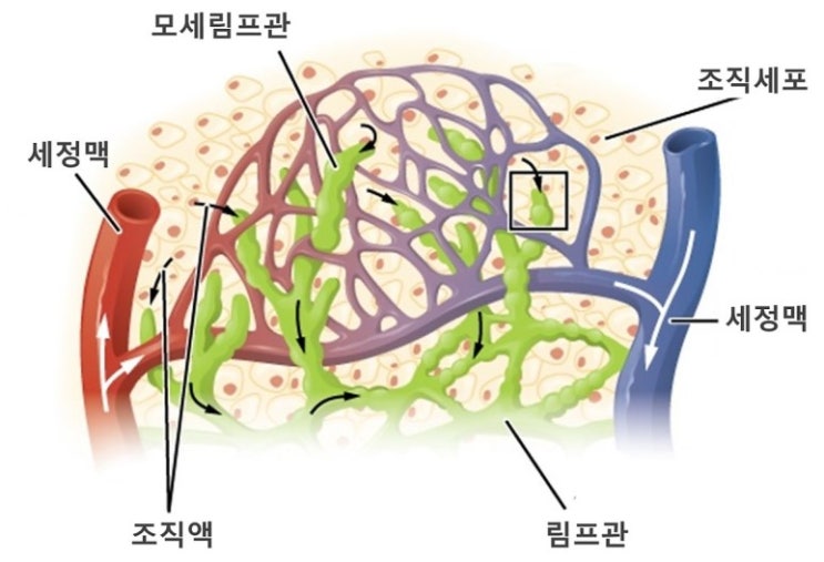 림프계통(lymphoid system) : 네이버 블로그
