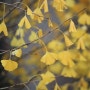 휴일 오후 거실 앞 황금빛 은행잎을 적시는 가을비, 내 마음도 젖습니다