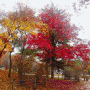 석관동 세계유산 의릉 가을 단풍 관람