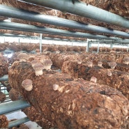 사랑농산 표고버섯 침봉후 관리 버섯키우기