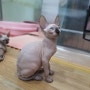 부산 스핑크스 고양이 분양