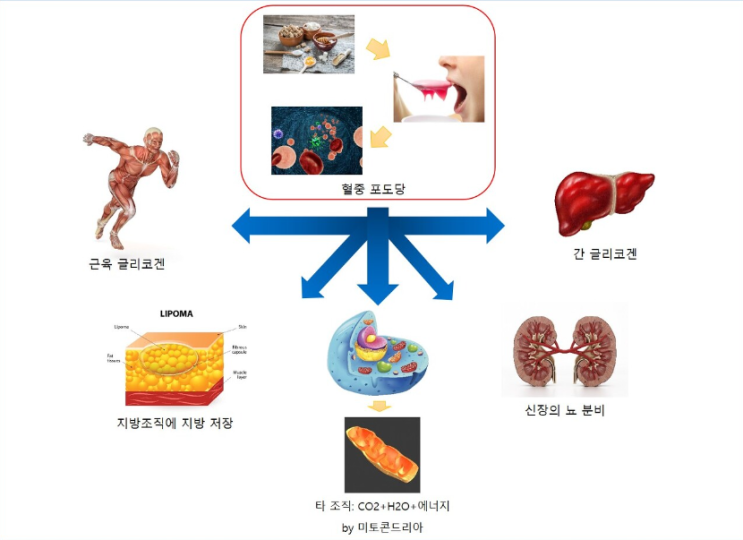 영양의 종류에는 뭐가 있을까? 1탄(에너지 영양소, 다량, 미량, 탄수화물, 단백질, 지방, 비타민, 무기질, 수분) - [잠실 ...