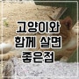 고양이와 함께 살면 좋은점은?