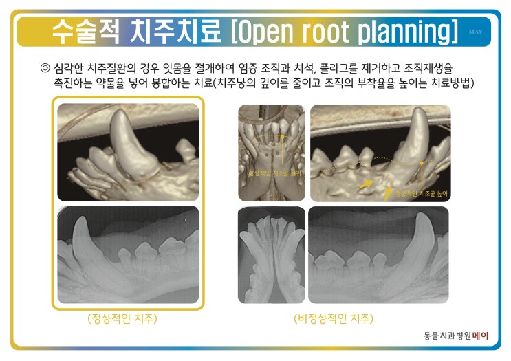 [강남 동물치과병원 메이] 수술적 치주 치료(ORP-Open root planning) : 네이버 블로그