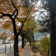 가을에 걷기 운동 / 예쁜 낙엽
