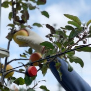 [오대산 사과창고 농사일지] 오대산 고랭지 사과, 포레스트골드(시나노골드) 수확하기