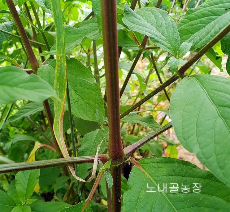 우슬 뿌리 판매 가격 우슬초 파는곳 [우슬즙] : 네이버 블로그