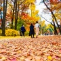 [서울여행] 덕수궁 돌담길에서 만나는 서울의 가을 단풍