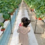 일산 이한농원 서울근교 딸기따기 체험, 딸기철 체험시기 아이와 팜크닉 추천🍓💫