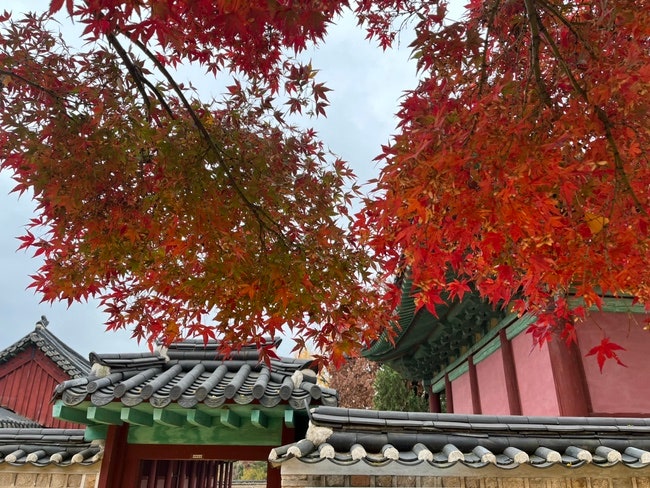 가을의 끝자락 은행나무 단풍 나들이 서울 문묘와 성균관...