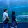 장생포 고래문화특구 : 울산 고래생태체험관 방문 후기
