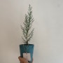 이탈리안 사이프러스, 고흐가 사랑한 겨울에 키우기 쉬운 식물 (물주기, 월동, 겨울식물)