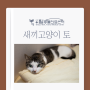 김포고양이동물병원 새끼 고양이가 토하는 원인과 예방 방법