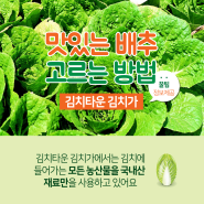 맛있는 배추 고르는 방법 - 김치타운 김치家