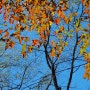 가을의 시 / 김옥림