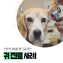 안양24시동물병원 비타민동물메디컬센터 귀 진료 사례!