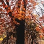 가을 매봉산 단풍 낙엽 토끼