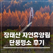 실시간 장태산자연휴양림*대전단풍명소 주차 산책로 후기