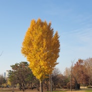 수원 서호공원 산책