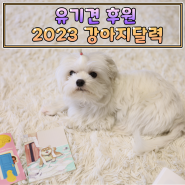 2023 강아지달력 펫앤스토리X우나더 유기견후원 탁상달력 구입후기