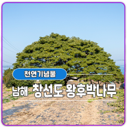 [천연기념물] 남해 창선도 왕후박나무