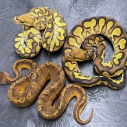 이렇게 아름다운 뱀들이 한국에? 페뷸러스 볼파이톤 수입영상!
