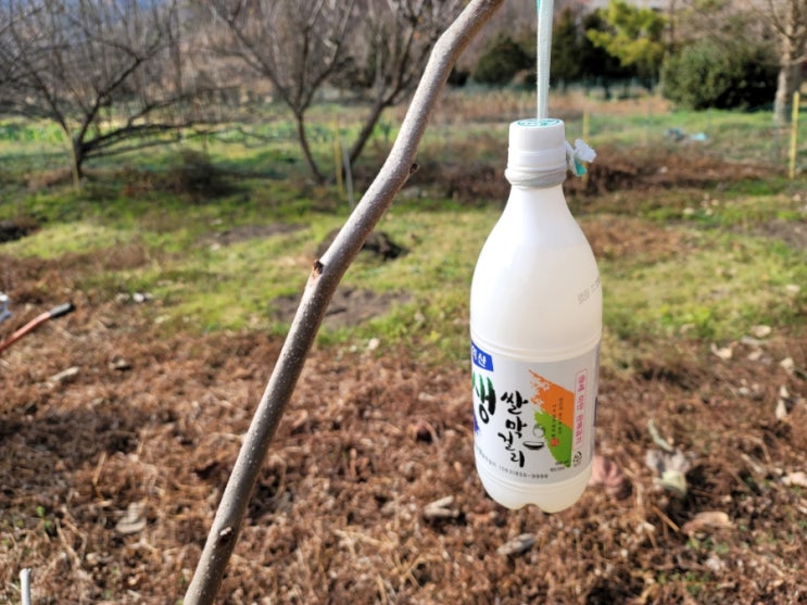 대왕감나무 수형잡기 - 술병달고 쐐기박다 : 네이버 블로그