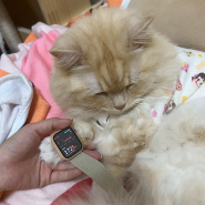 #집사일기 애플워치로 고양이 심박수 측정해보기