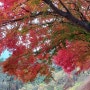 정호승시/선암사낙엽들은해우소로간다/단풍/낙엽