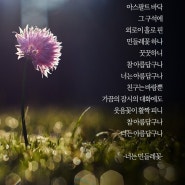 홀로 외로이 피어 있는 꽃, 너는 민들레꽃