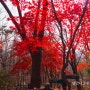 매봉산 가을 단풍 마무리