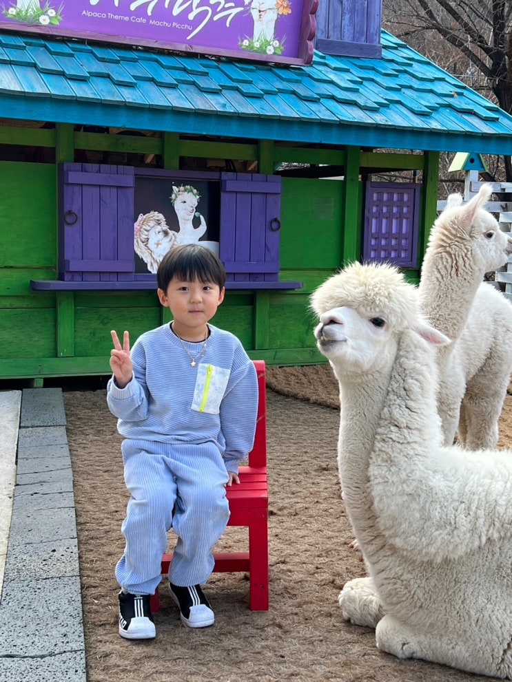 평창 마추픽추 : 알파카 먹이주기체험, 아이와 가볼만한곳 추천