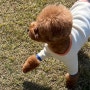 갈색 강아지 이름 짖기, 베이지 브라운 털 색깔과 어울리게!