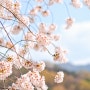 [렌즈 리뷰] 대구 벚꽃 풍경 사진, 후지 X-T30 & 빌트록스 85mm F1.8