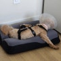 젠틀리머 펫베드(리퍼). 8개월 사용 후기 | 강아지 침대