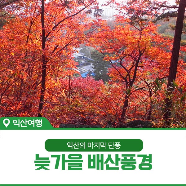 만추를 자랑하는 익산 배산 늦가을 풍경과 단풍터널 : 네이버 블로그