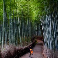 [교토여행]아라시야마 치쿠린 대나무숲
