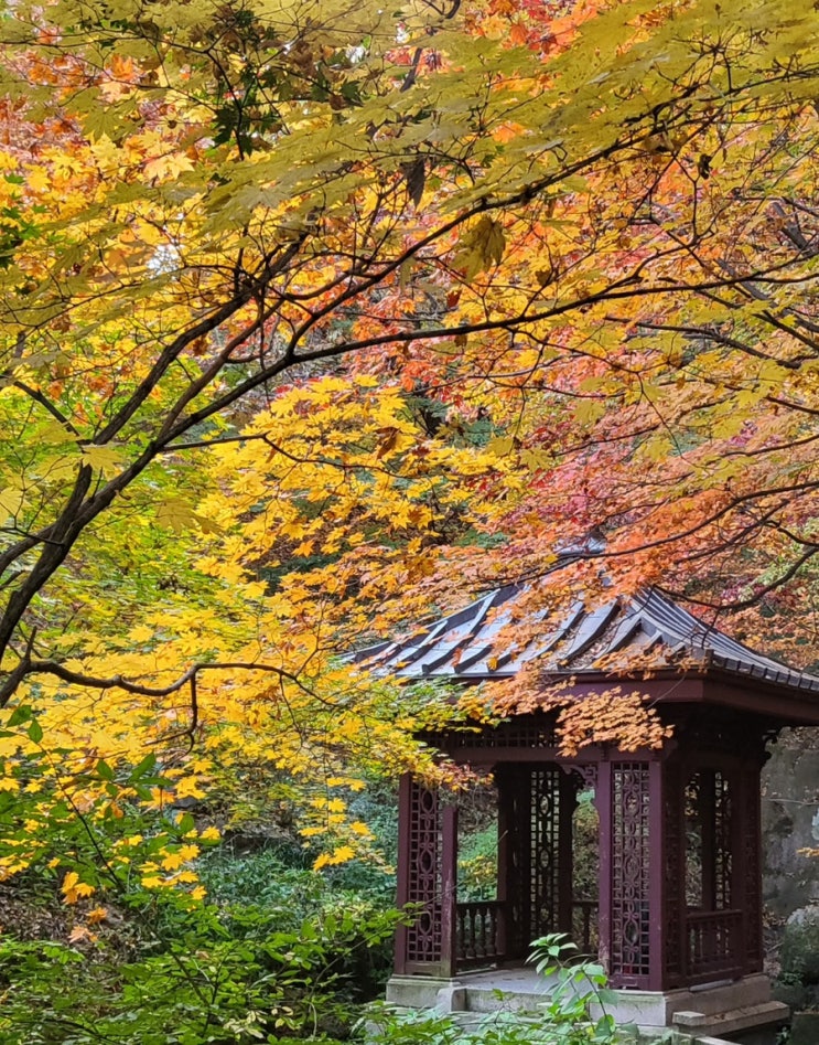 가을 단풍 명소 ‘석파정’, 서울미술관 ‘두려움일까 사랑일까’ 전시회 방문 후기 (+계열사, 부암동와플) : 네이버 블로그