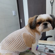 시츄 강아지 엉덩이 상처 : 항문낭파열 원인 및 치료방법 : 위례별동물병원 후기