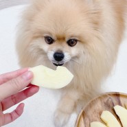 강아지 사과 먹어도 되는 과일 강아지 사과껍질 주지 말기
