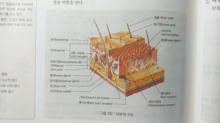 [인체구조와 기능/ 노인 응급처치학/기초간호임상실무/요양보호사] 피부계 응급 대상포진 피부의 구조와 기능 피부 부속물 표피 ...
