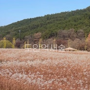 대전 도안억새숲 / 대전 서구에서 가을 막바지 느껴보기 🤎