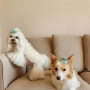 강아지 머리핀 꽂은 말티즈 루미와 보더콜리 믹스 미루 자매