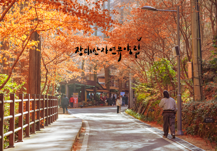 대전 가을산행 장태산자연휴양림 가을의 끝자락에서