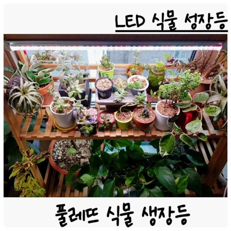 틸란드시아, 다육, 관엽식물 생장등 추천 '풀레뜨 식물 LED등' (바형 식물조명) : 네이버 블로그