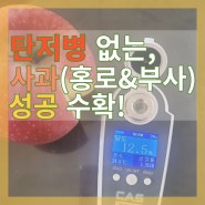 사과 홍로 부사 당도(브릭스) 12.5↑ 당도 높은 사과 재배, 수확! 탄저병까지 극복한 방법!