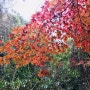 울긋불긋 물든, 가을 환상숲 곶자왈공원